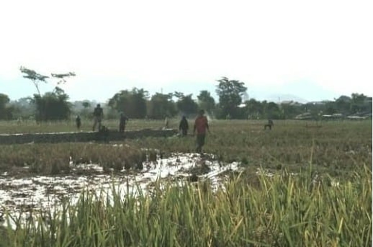Program P3I Dapat Apresiasi, Irigasi Cijalupang Dibangun untuk Tingkatkan Produktivitas Pertanian
