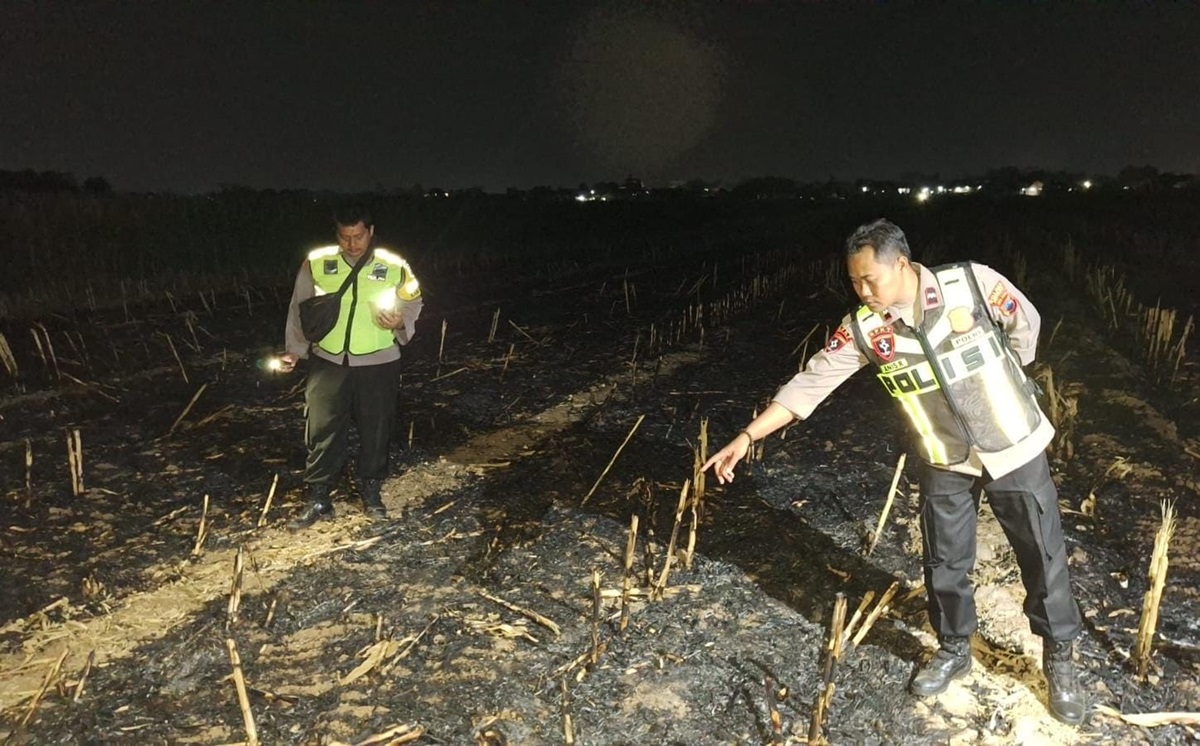 Ditemukan  Pria Umur  69 Tahun Terbakar di Lahan Jagung Welahan Jepara, Saat ini Dalam Penanganan Pihak Berwajib