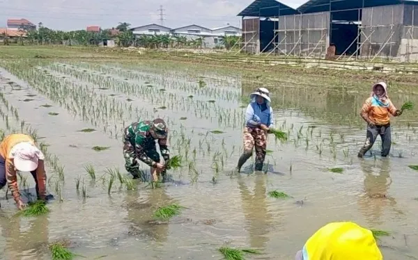Babinsa Turun ke Sawah Dampingi Petani Tanam Padi Musim Kedua