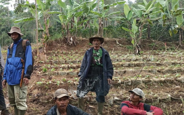 Lahan Lakom PT Geo Dipa Energi seluas 6 hektar di Blok Ciberecek, Desa Sugihmukti, saat ini dimanfaatkan warga setempat untuk menanam tanaman tumpang sari.